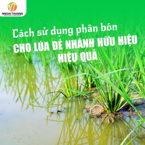 [HƯỚNG DẪN] Cách sử dụng phân bón cho lúa đẻ nhánh hữu hiệu HIỆU QUẢ