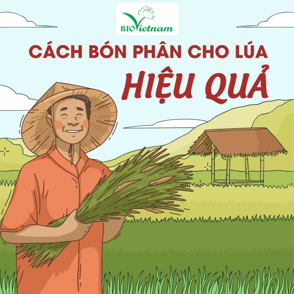 Cách Bón Phân Hữu Cơ Cho Lúa Hiệu Quả