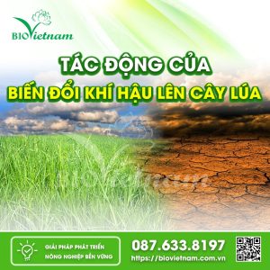 Tác Động Của Biến Đổi Khí Hậu Đến Cây Lúa