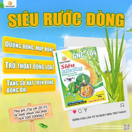 Siêu Rước Đòng – Giúp Lúa Dưỡng Đòng Khỏe, Trổ Thoát Đồng Loạt, Tăng Năng Suất