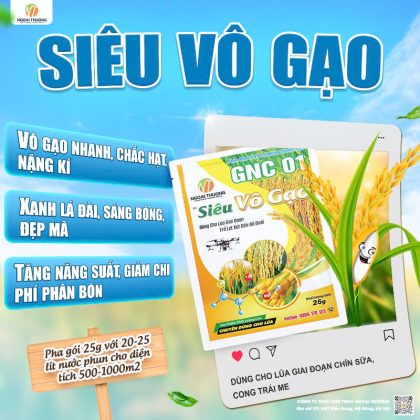 SIÊU VÔ GẠO – GIẢI PHÁP GIÚP LÚA VÔ GẠO NHANH, CHẮC HẠT, TĂNG NĂNG SUẤT