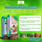 PHÂN BÓN HỖN HỢP NPS 18-5+5S – GIẢI PHÁP DINH DƯỠNG TOÀN DIỆN CHO CÂY CÀ PHÊ