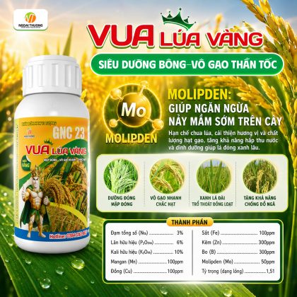 Vua Lúa Vàng – Mập Đòng, Xanh Lá, Chắc Hạt Cho Lúa Về Đích Năng Suất